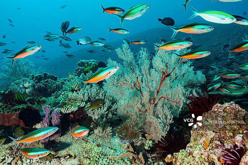 印尼科莫多岛的壮丽珊瑚礁图片素材