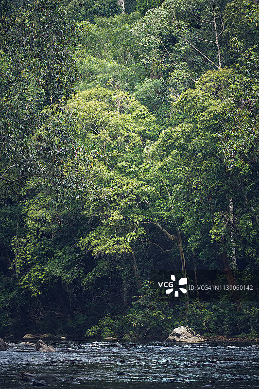 马来西亚彭亨州塔曼 Negara 热带雨林景观图片素材