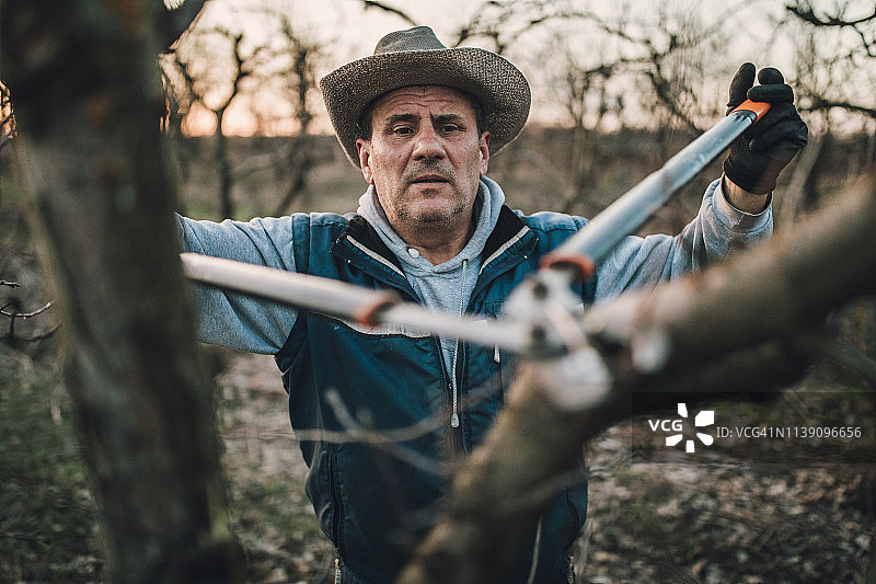 年长的男人在春天修剪果树图片素材