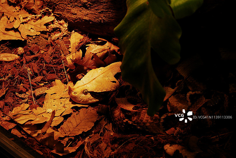 加蓬蝰蛇图片素材