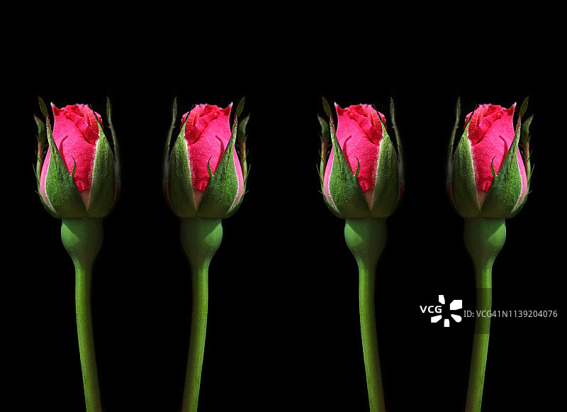 四朵鲜艳的粉色玫瑰花蕾（黑色背景）图片素材
