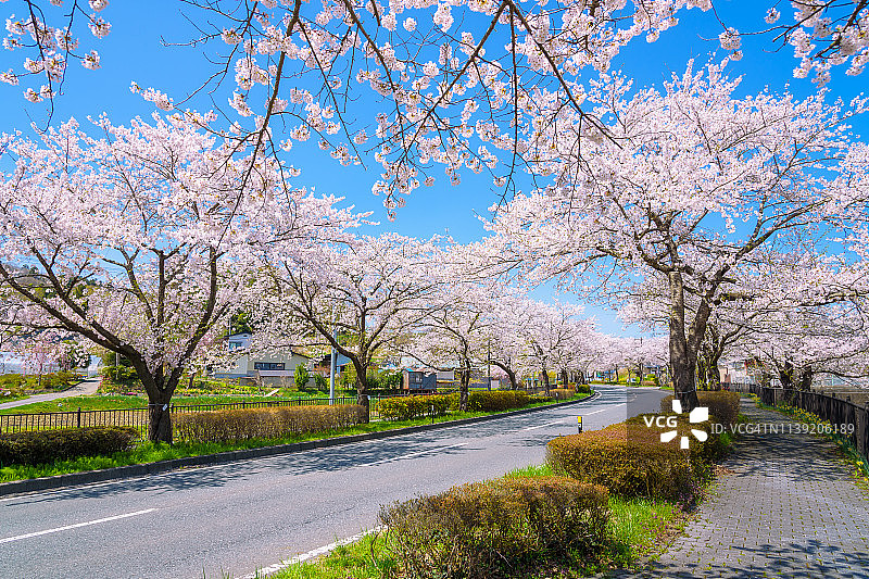 平泉樱花隧道图片素材