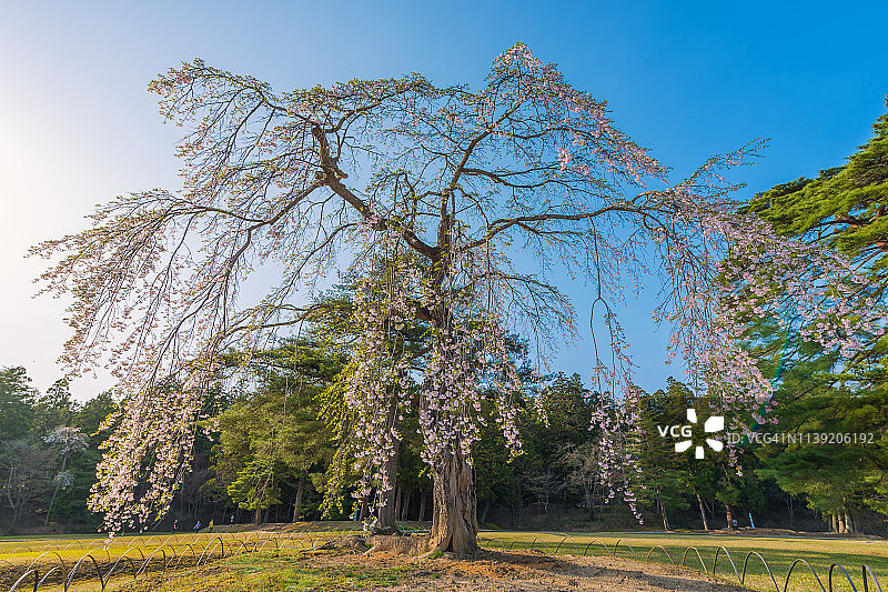 春天的毛越寺图片素材