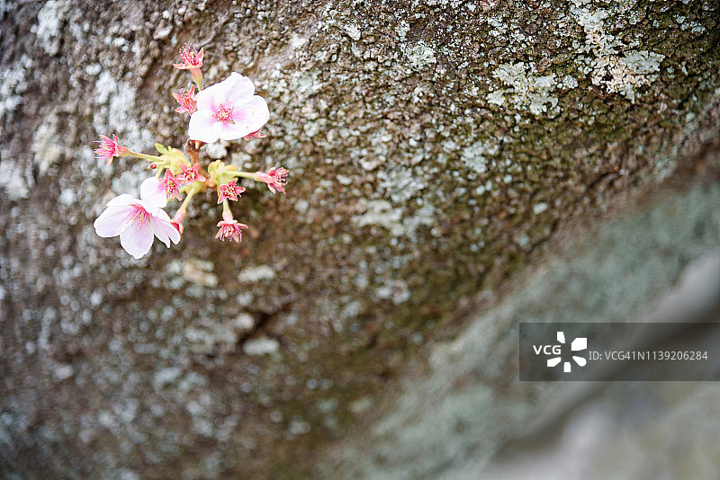 樱花纹理图片素材