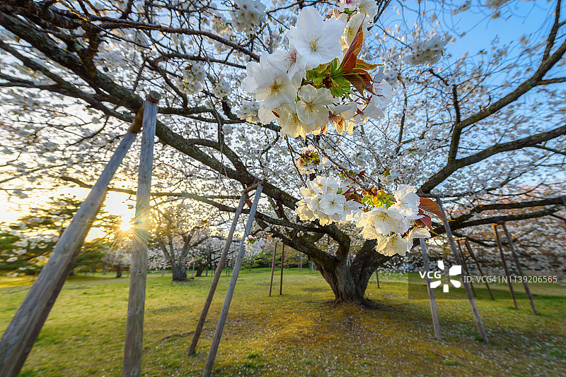 日本东北地区的大型樱花树图片素材