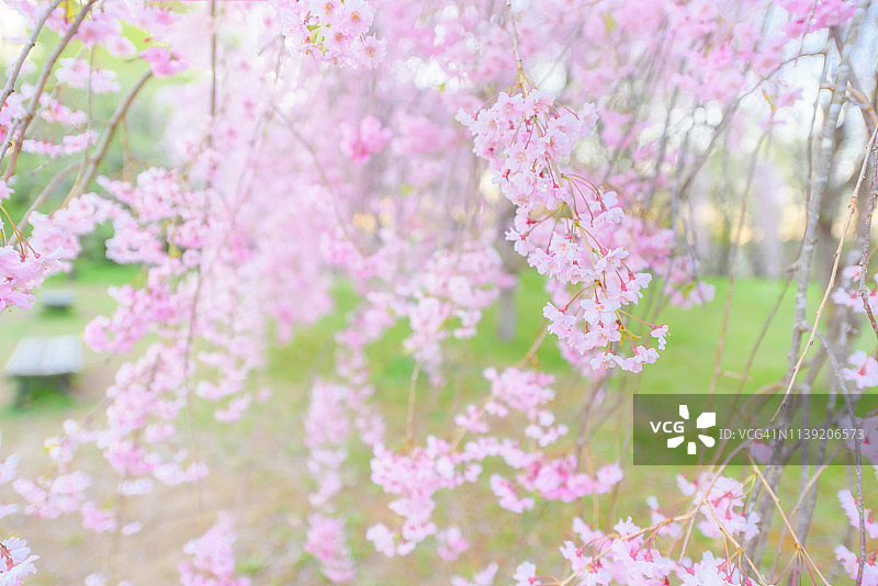 日本樱花图片素材