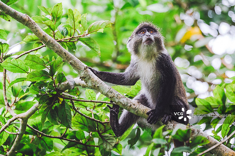 好奇的红疣猴图片素材