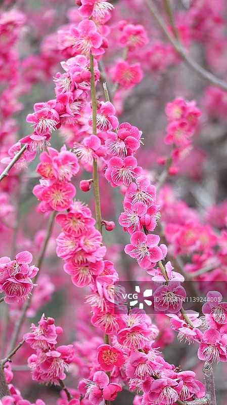 粉色梅花丝带-光琳梅，京都下鸭神社图片素材