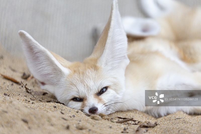 耳廓狐图片素材