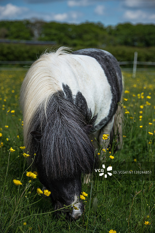 草地中图片素材