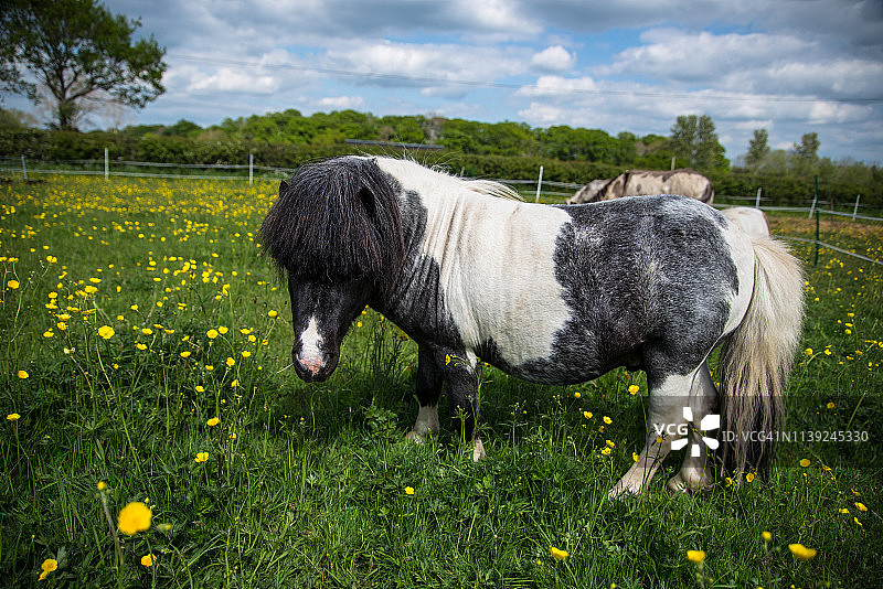 迷你小马图片素材