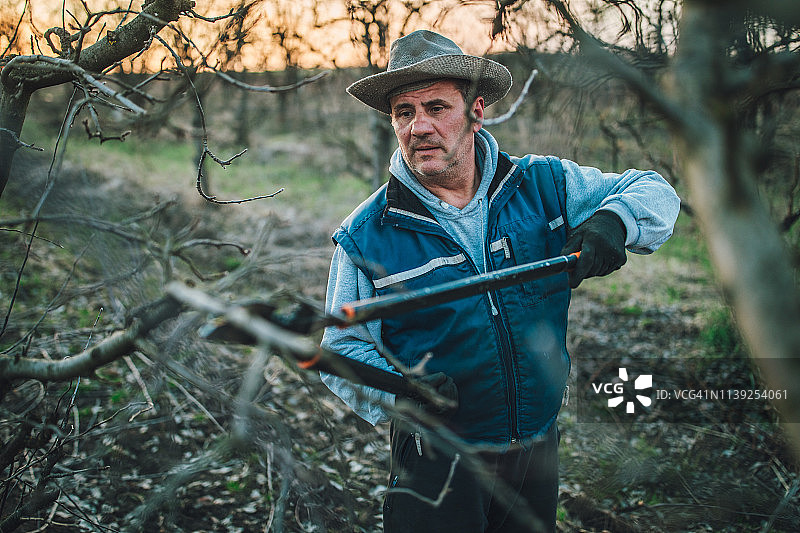 农民在果园里修剪果树图片素材