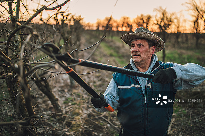 男人独自在果园里修剪果树图片素材