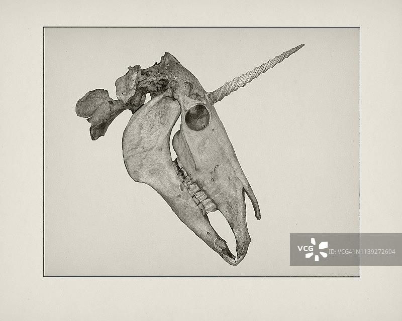 独角兽头骨蚀刻图片素材