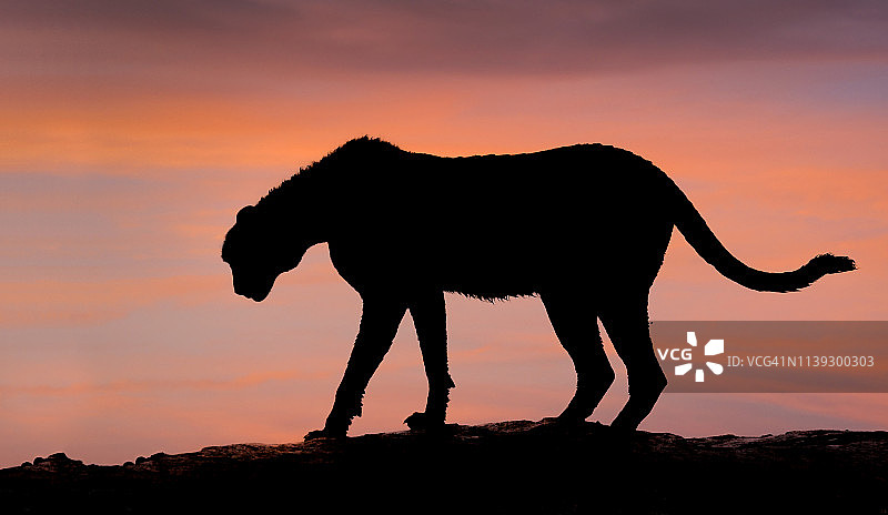 塞伦盖蒂草原日落时分的猎豹剪影图片素材