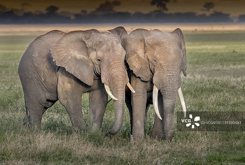 两只大象在塞伦盖蒂草原上互动图片素材