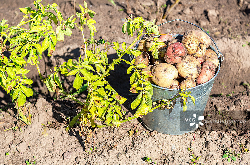 金属桶里新鲜采挖的有机土豆图片素材