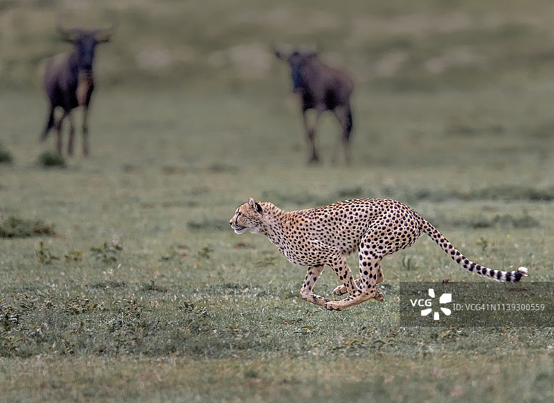在塞伦盖蒂奔跑的猎豹，背景是角马图片素材