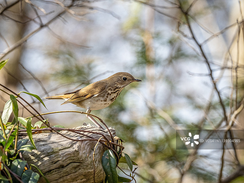 隐士鸫鸟图片素材