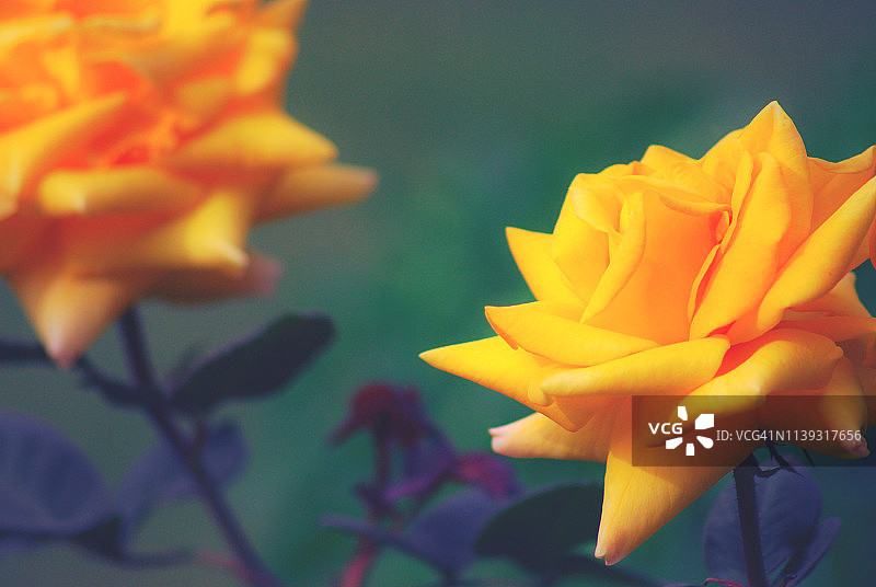 户外盛开的黄色玫瑰图片素材