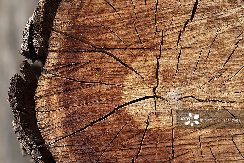 木柴原木特写图片素材