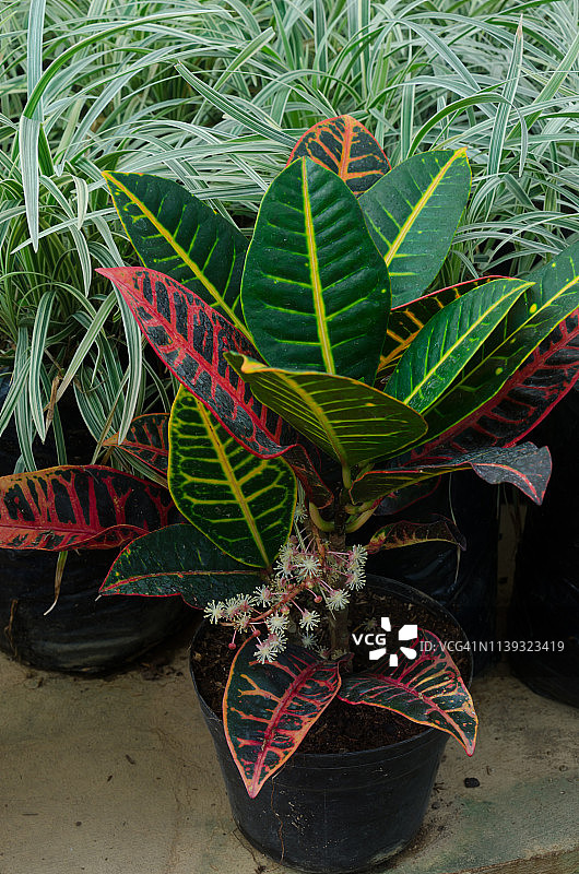 佩特拉红雀珊瑚图片素材