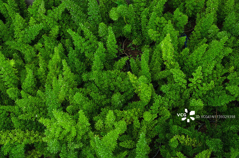 狐尾蕨，高角度拍摄图片素材