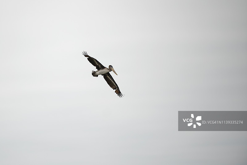 灰色天空中的棕色鹈鹕，美国加利福尼亚州图片素材