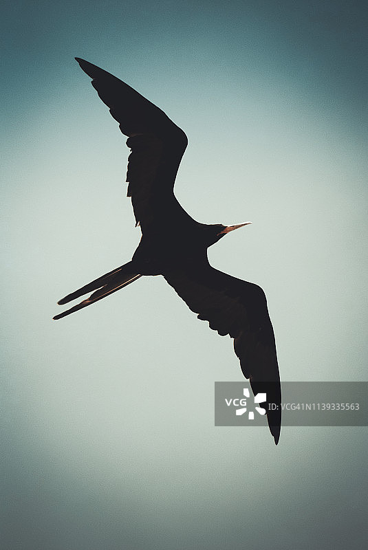 空中飞翔的军舰鸟图片素材