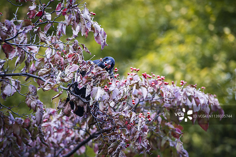 东京日比谷公园里在树上吃浆果的黑乌鸦图片素材
