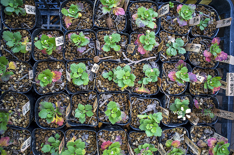 东京日比谷公园花展上的菊花图片素材