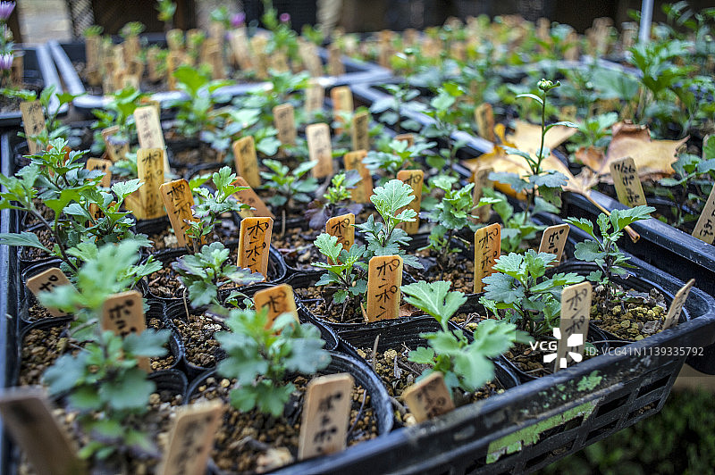 东京日比谷公园花展上的菊花图片素材