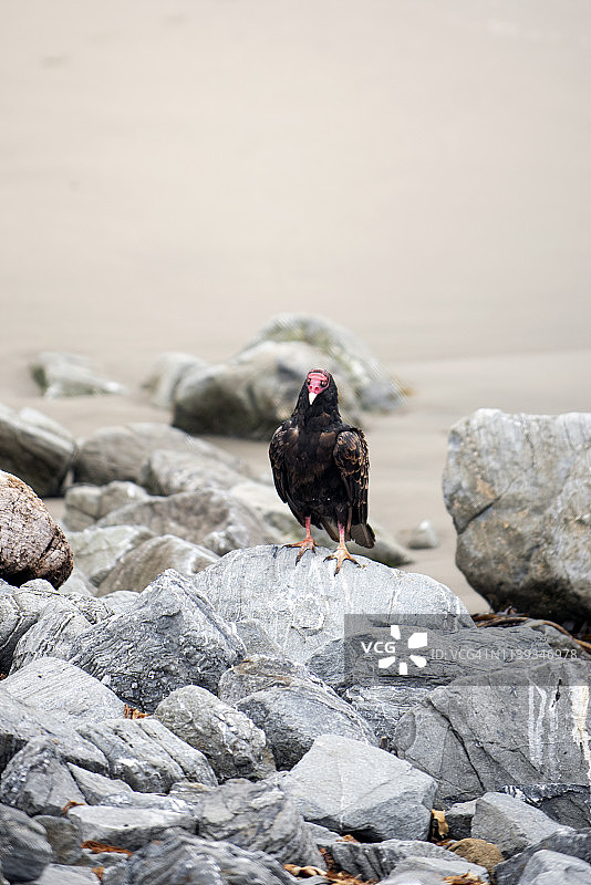 索诺玛县岩石上的秃鹫图片素材