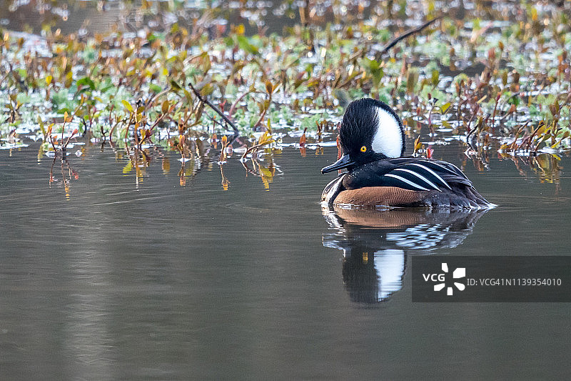 秋沙鸭倒影图片素材