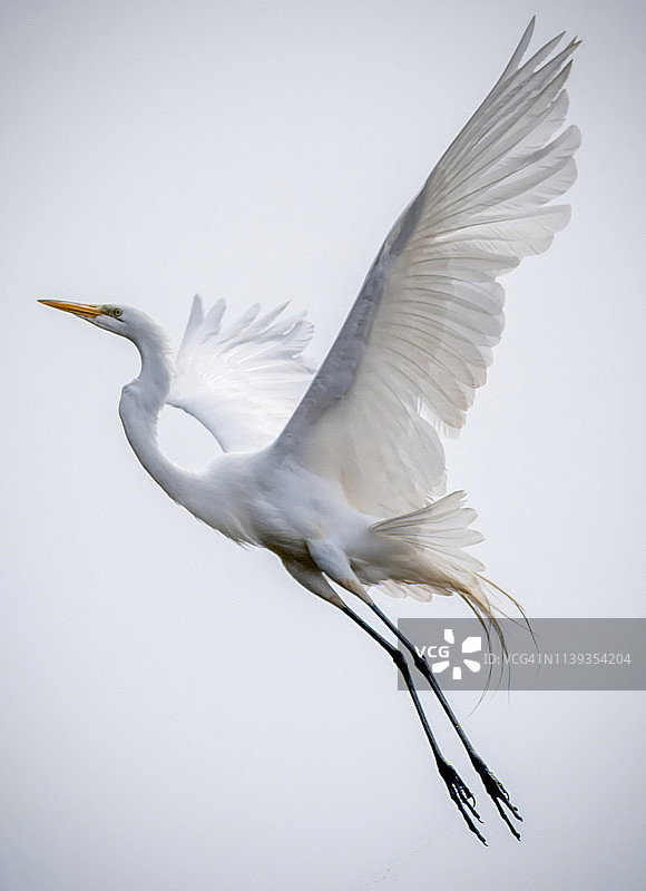 天使鸟图片素材