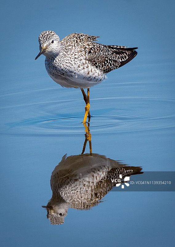 黄腿鹬的倒影图片素材