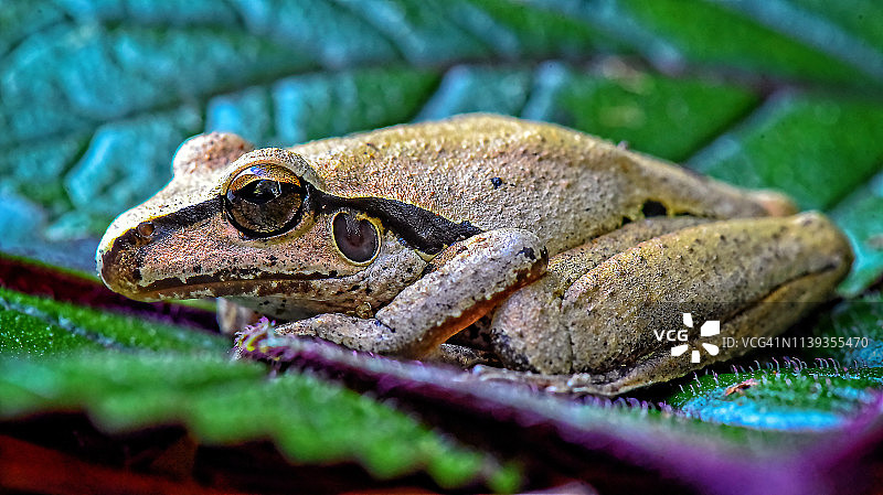 罗斯树蛙图片素材