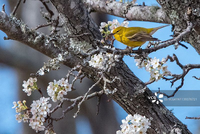 棕榈莺图片素材