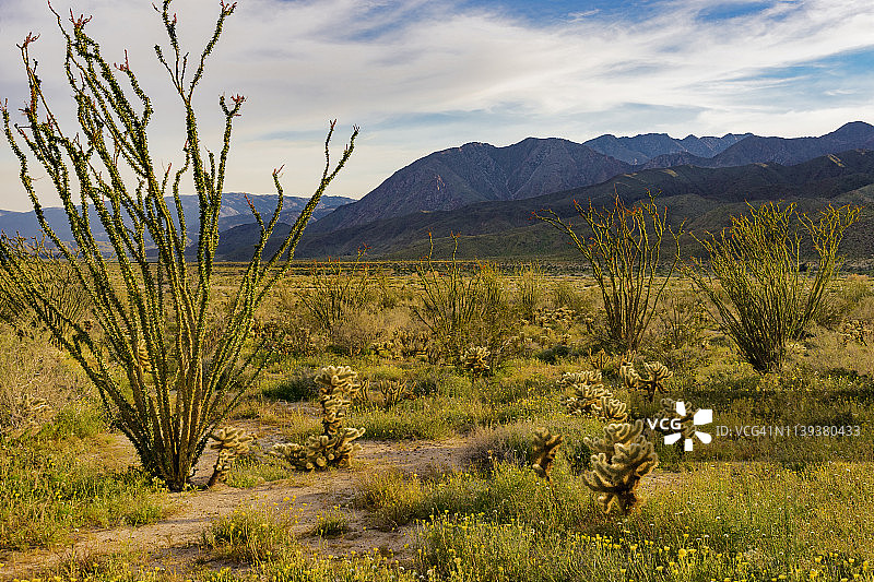 加州安扎-博雷戈沙漠州立公园的春季仙人掌图片素材