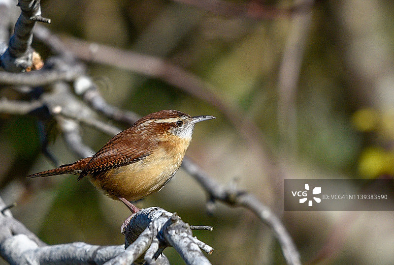 卡雷恩图片素材