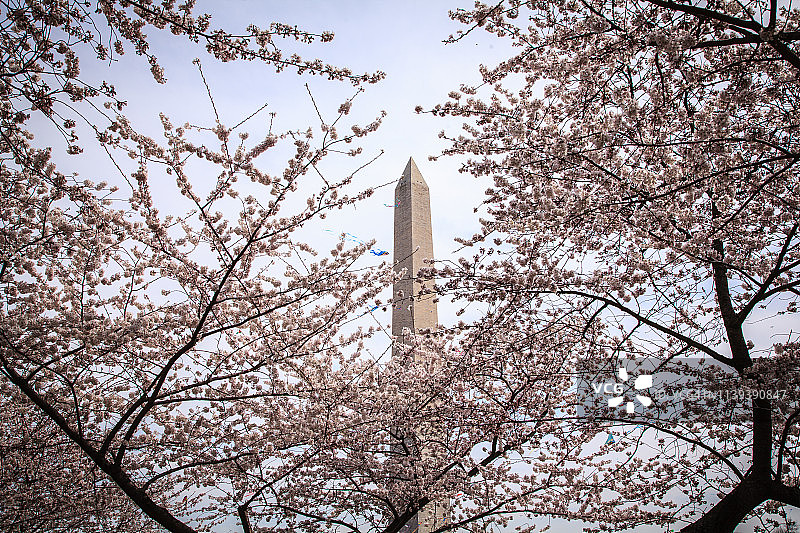 华盛顿哥伦比亚特区的樱花图片素材