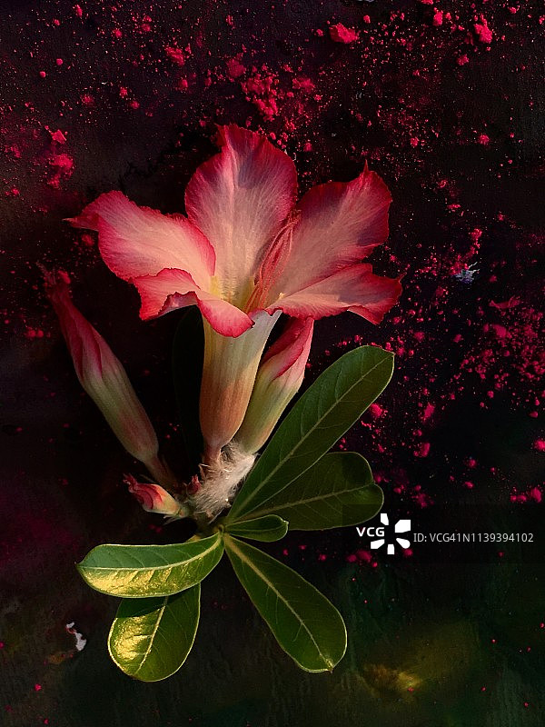 沙漠玫瑰图片素材