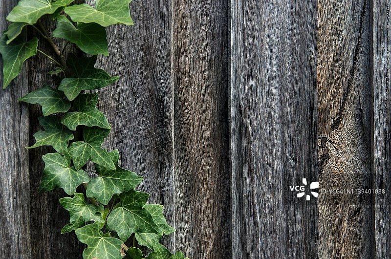 木栅栏上的常春藤图片素材