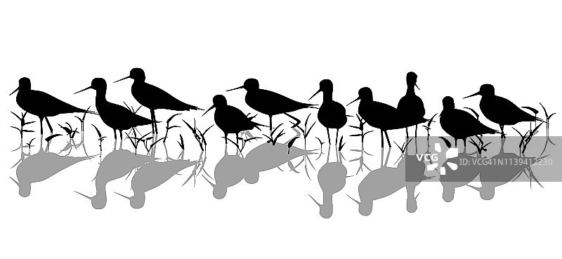 沼泽轮廓中的涉水鸟图片素材