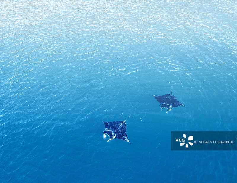 蝠鲼的航拍视角图片素材