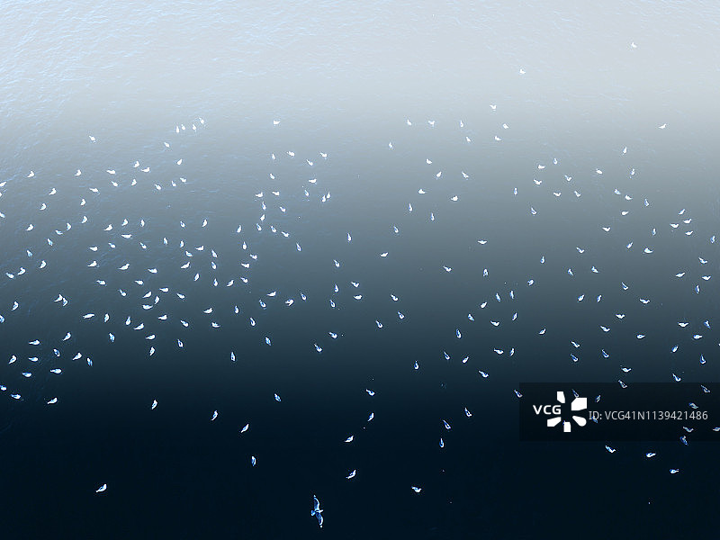 鸟类飞越水面的航拍图片素材