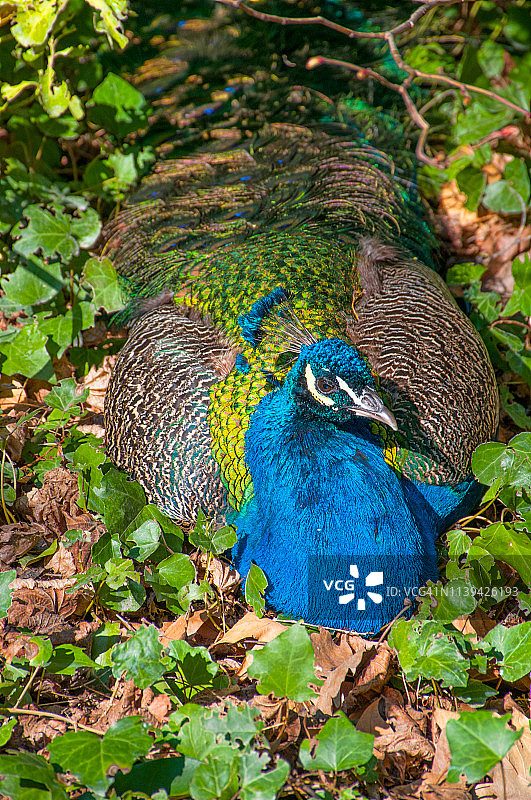 卧着的孔雀图片素材