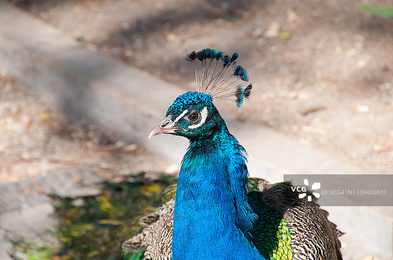 孔雀漫步图片素材