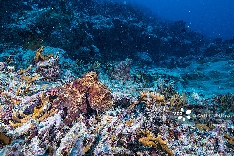 海洋中的忍者：伪装大师，珊瑚礁上的章鱼，密克罗尼西亚雅浦岛图片素材