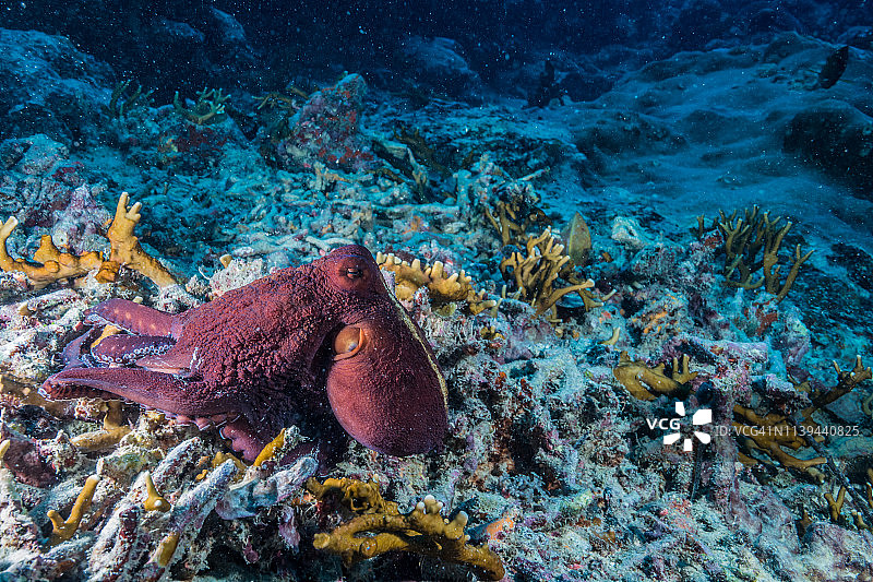 海洋中的忍者：伪装大师，珊瑚礁上的章鱼，密克罗尼西亚雅浦岛图片素材
